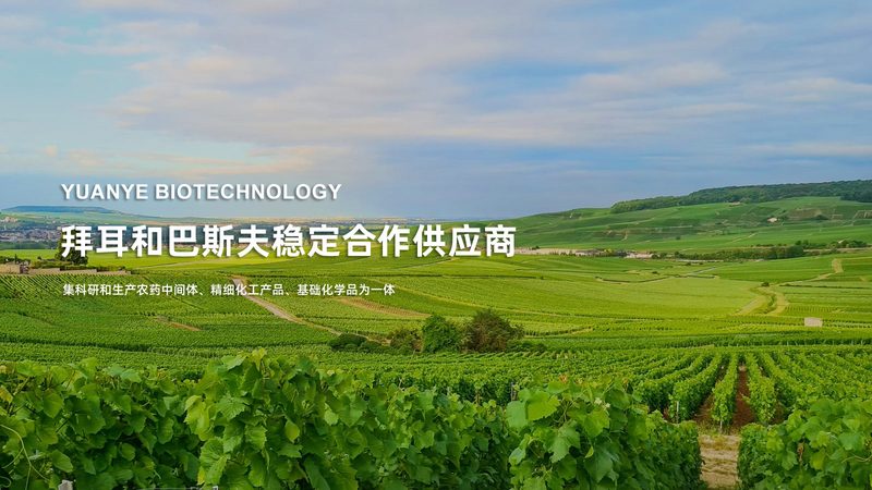 DMEM培养基：揭秘其背后的故事与选择要点**