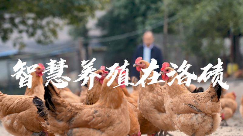 CRo与A/B测试：揭秘两者在生物科技研究中的不同应用